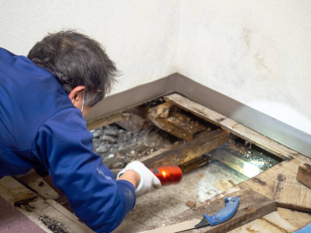 Best Water Damage Restoration  in Dexter, MI