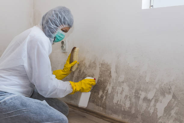 Best Water Damage Restoration  in Dexter, MI