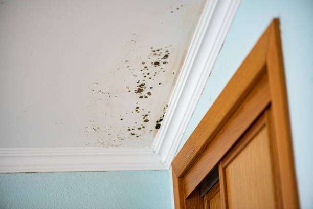 Best Mold Testing  in Dexter, MI