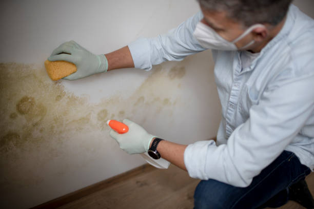 Best Mold Removal Near Me  in Dexter, MI