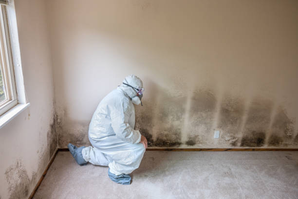 Best Toxic Mold Removal  in Dexter, MI