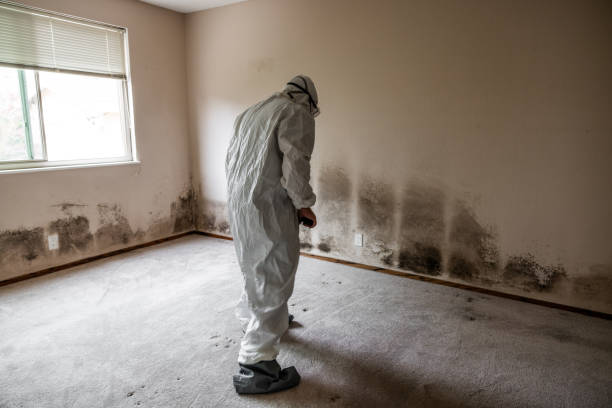 Best Local Mold Removal Service  in Dexter, MI