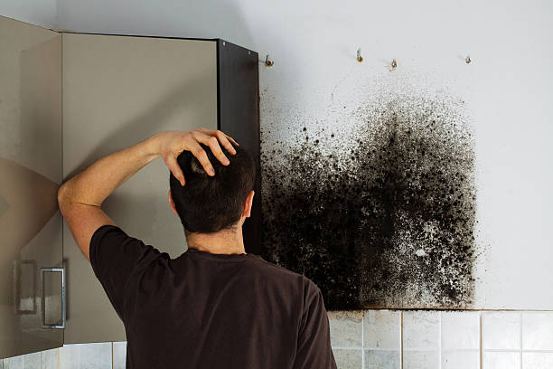 Best Professional Mold Removal  in Dexter, MI