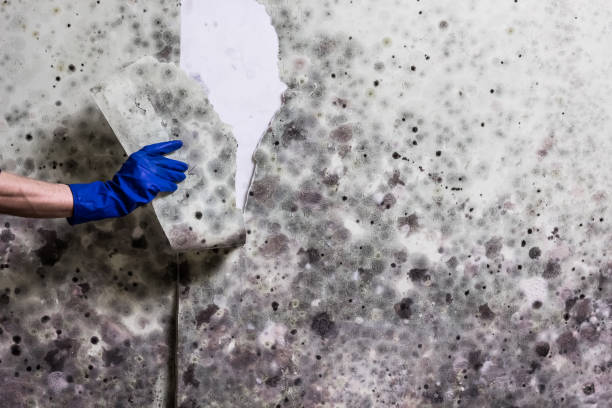 Best Mold Inspection  in Dexter, MI